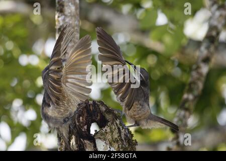 Victoria's Riflebird - alimentation sur les fruits immatures Ptiloris victoriae - Les mâles immatures affichant l'un à l'autre d'Atherton Queensland, Australi Banque D'Images