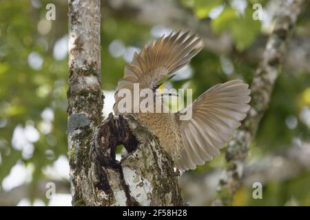 Victoria's Riflebird - affichage mâles immatures Ptiloris victoriae Atherton Queensland, Australie BI029287 Banque D'Images