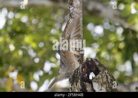 Victoria's Riflebird - affichage mâles immatures Ptiloris victoriae Atherton Queensland, Australie BI029297 Banque D'Images