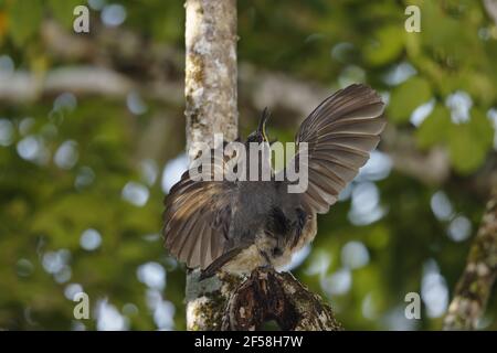 Victoria's Riflebird - affichage mâles immatures Ptiloris victoriae Atherton Queensland, Australie BI029305 Banque D'Images