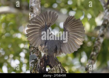 Victoria's Riflebird - affichage mâles immatures Ptiloris victoriae Atherton Queensland, Australie BI029310 Banque D'Images