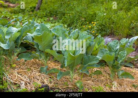 Vue sur les brocolis dans le jardin de la maison Banque D'Images