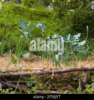 Vue sur les brocolis dans le jardin de la maison Banque D'Images