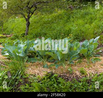 Vue sur les brocolis dans le jardin de la maison Banque D'Images