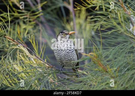 Regent Bowerbird - jeune homme Sericulus chrysocephalus Parc national de Lamington Queensland, Australie BI029526 Banque D'Images