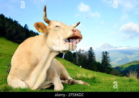 Vache dans la prairie de montagne. Col d'Aspin dans les Pyrénées, France. Banque D'Images