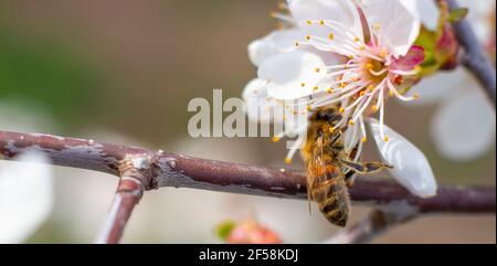 Abeille gros plan sur une branche avec lumière. Banque D'Images