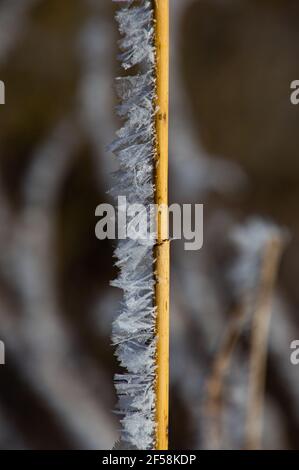 Tige de roseau de plumes recouverte de cristaux de glace de givre en hiver Banque D'Images