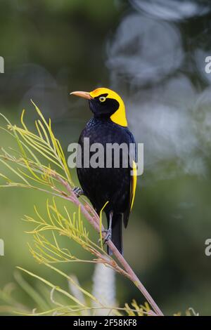 Mâle adulte - Regent Sericulus chrysocephalus Lamington National Park Queensland, Australie BI029529 Banque D'Images