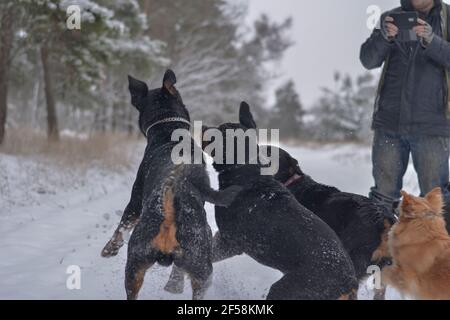 Flou de mouvement. Les rottweilers et une femelle rouge de race mixte s'ébattent dans la neige dans les bois. Un homme tire le jeu des animaux de compagnie sur son téléphone. Moments, émotions Banque D'Images