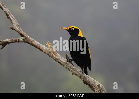 Mâle adulte - Regent Sericulus chrysocephalus Lamington National Park Queensland, Australie BI029548 Banque D'Images