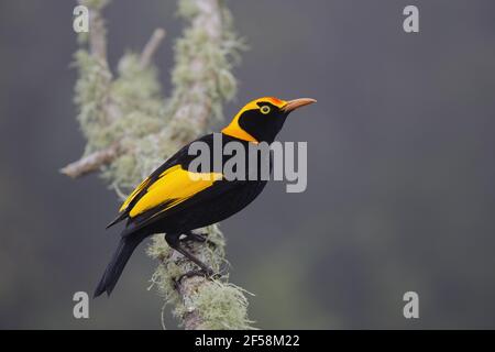 Mâle adulte - Regent Sericulus chrysocephalus Lamington National Park Queensland, Australie BI029551 Banque D'Images