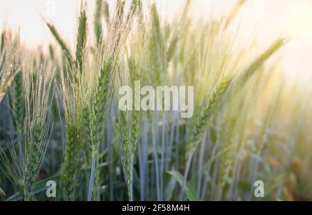 Rosée du matin sur les épillets d'orge, jeune orge dans le champ baigné de rosée et de soleil du matin. Banque D'Images