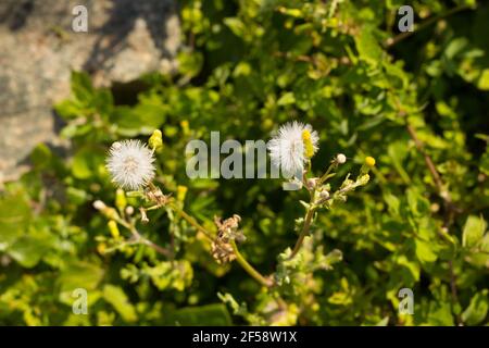 Fleur de pissenlit blanche mature au printemps, prête à fertiliser et à polliniser d'autres fleurs. Banque D'Images