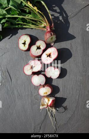 Radis à longues racines coupés en sections pour montrer la racine creuse causée par le fait de laisser trop longtemps dans le sol, et l'arrosage irrégulier pendant l'été sec. Banque D'Images