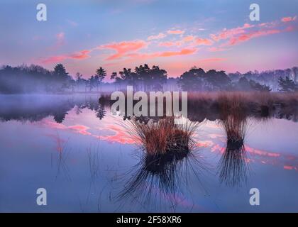 Lever du soleil sur une zone humide avec des nuages colorés reflétés dans un étang, les pays-Bas. Banque D'Images