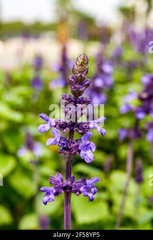 Gros plan d'une sauge pourpre prête à fleurir, Salvia japonica. Banque D'Images