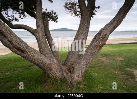 Plage de Takapuna avec vue sur l'île de Rangitoto encadrée par des camions d'arbres de Pohutukawa, rive nord, Auckland Banque D'Images