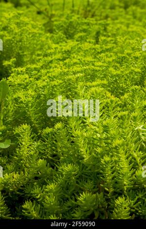 Gros plan d'une herbe de bouddha luxuriante, Sedum lineare Thunb. Banque D'Images