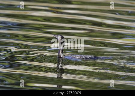 Grand Cormoran Phalacrocorax sulcirostris- piscine Gold Coast Queensland, Australie BI029883 Banque D'Images