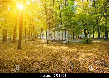 Parc d'automne avec feuilles sèches jaunes tombées. Banque D'Images