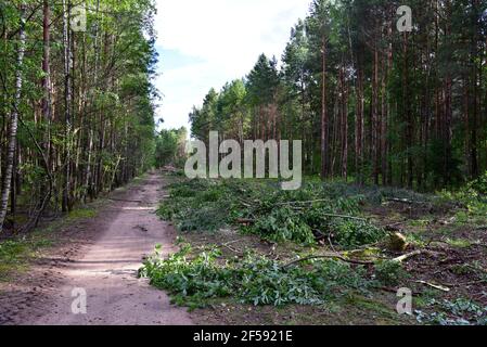 Grande quantité de bois d'épicéa coupé et empilé dans la forêt pour le transport. Pile de grumes coupées. Industrie forestière. Grumes de bois à l'abattage illégal. D Banque D'Images