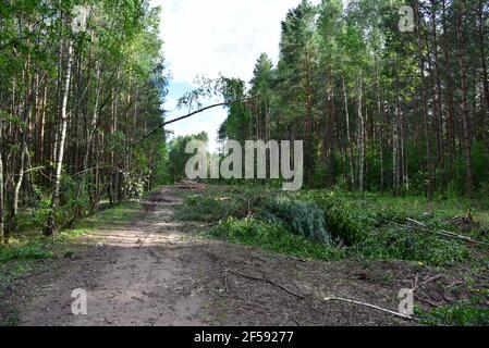 Grande quantité de bois d'épicéa coupé et empilé dans la forêt pour le transport. Pile de grumes coupées. Industrie forestière. Grumes de bois à l'abattage illégal. D Banque D'Images