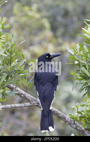 Pied Currawong Strepera graculina Lamington National Park Queensland, Australie BI029936 Banque D'Images