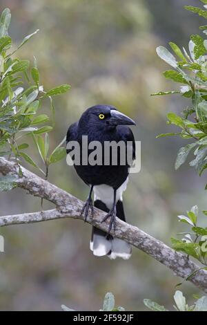 Pied Currawong Strepera graculina Lamington National Park Queensland, Australie BI029937 Banque D'Images