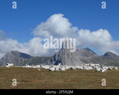 Troupeau de vaches au repos en face de Rocca la Meja in Le Gardetta plan haut Banque D'Images