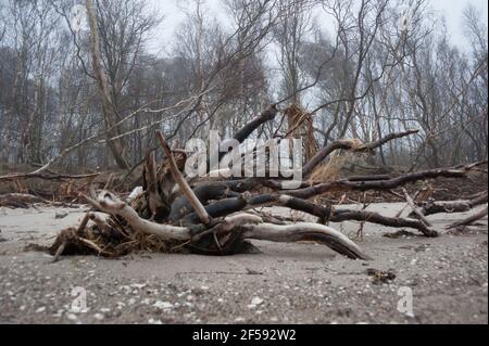 Erstellung am Weststrand vom Ostseebad Prerow auf dem Darß in Mecklembourg-Poméranie-Occidentale Banque D'Images