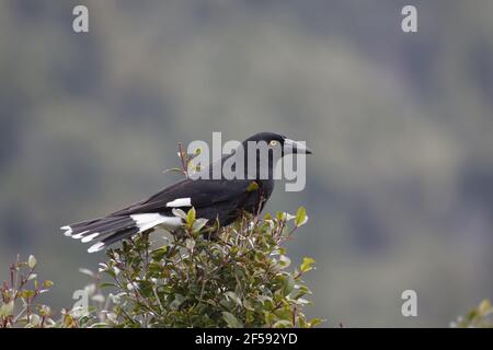 Pied Currawong Strepera graculina Lamington National Park Queensland, Australie BI029940 Banque D'Images