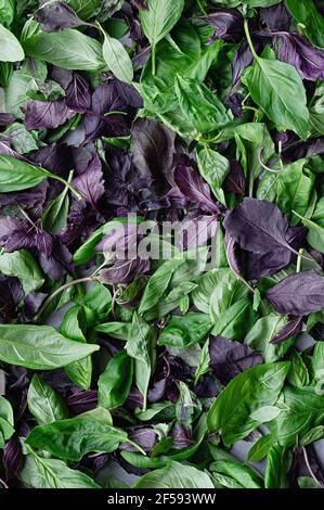 Les feuilles de basilic vertes et violettes sont rapprochées. Moody laisse le fond. Vue de dessus. Pose à plat. Gros plan. Recadrage vertical. Banque D'Images