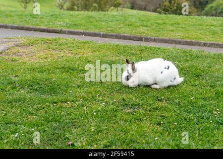 Le lapin blanc sur l'herbe verte mange dans le parc. Copier l'espace Banque D'Images