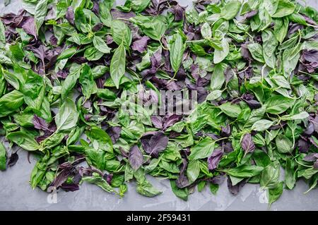 Les feuilles de basilic vert et violet sont préparées pour sécher. Mise au point sélective. Vue de dessus. Pose à plat. Banque D'Images