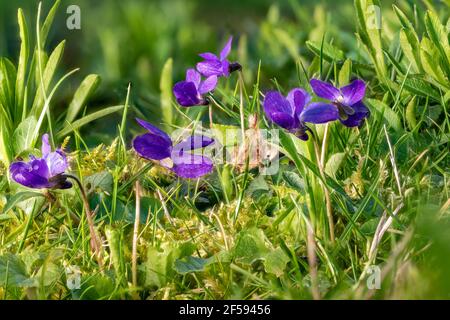 Gros plan des violettes de mars florantes entre les lames d'herbe et de petites fleurs dans un pré Banque D'Images