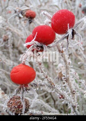 Vue portrait du givre blanc sur les baies rouges Banque D'Images