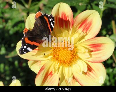 Papillon amiral rouge sur fleur jaune, grands pétales, feuillage vert en arrière-plan Banque D'Images