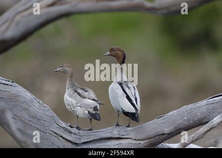 Canard en bois australien - paire sur arbre tombé Chenonetta jubata Kangaroo Island Australie du Sud, Australie BI029988 Banque D'Images