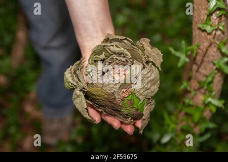 Nid de dorsouris commune (hazel) (Muscardinus avellanarius), Royaume-Uni Banque D'Images