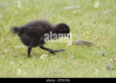 Originaire de Tasmanie - Tribonyx mortierii poule poussin Tasmanie Australie BI030180 Banque D'Images