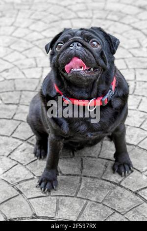 Pug. Chinois noir Race de chien avec des caractéristiques distinctes d'un visage richement muselé et de la queue courue Banque D'Images