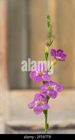 Violet chinois, Asystasia gangetica. Également connu sous le nom de violet chinois, coromandel ou rendgant rampant Banque D'Images