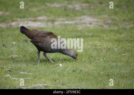 Natif de Tasman Hen - alimentation en Tribonyx mortierii meadow Tasmanie Australie BI030199 Banque D'Images