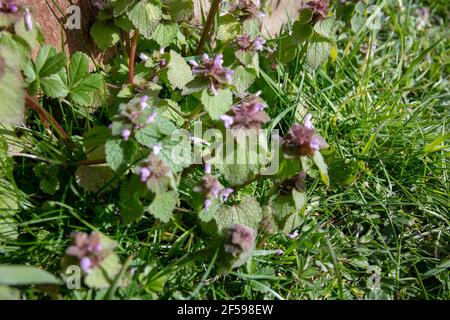Gros plan des fleurs sauvages Red Dead-nettle (Lamium purpueum)