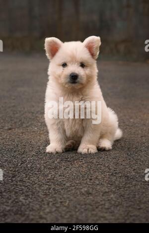 Le chiot japonais Spitz est une race de petite à moyenne taille De chien de type Spitz Banque D'Images