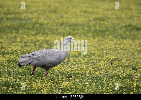- Cape Barren Goose dans domaine de la Cape Daisies Cereopsis novaehollandiae Kangaroo Island Australie du Sud, Australie BI030212 Banque D'Images