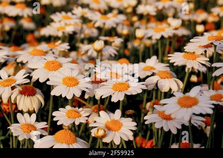 Marguerite Oxeye, Leucanthemum vulgare. Également connu sous le nom de pâquerette à œilleton, Marguerite à chien ou marguerite Banque D'Images