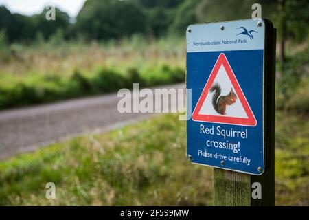 Panneau d'avertissement de la route de l'écureuil rouge (Sciurus vulgaris), forêt de Holystone, parc national de Northumberland Banque D'Images