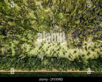 Vue aérienne sur la forêt et le marais. Route vide dans une forêt d'un drone. Magnifique paysage naturel en été. Banque D'Images